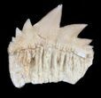 Symphyseal Cow Shark (Hexanchus) Tooth - Morocco #35024-1